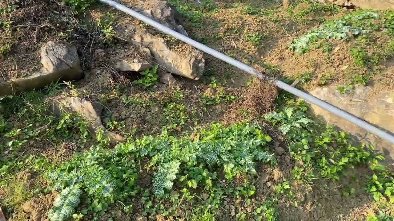 Thu hoạch lá kế sữa