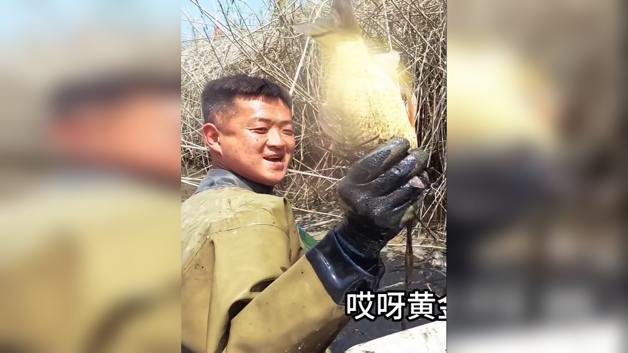 芦苇沟真是“黄金大板鲫”的天堂，一会就抓了几十条真过瘾啊