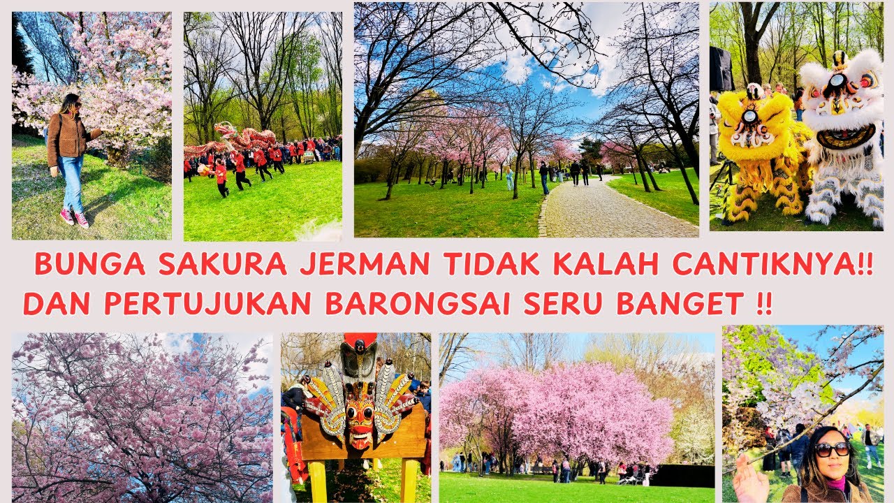 BUNGA SAKURA DI JERMAN TIDAK KALAH CANTIK DAN PERTUJUKAN BANRONGSAI SERU BANGET !! 👍👌