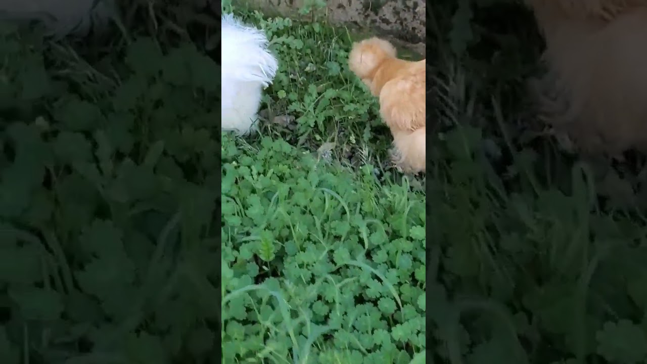 Beautiful Silkies Enjoying The Grass #silkies #silkiechicken #funnychicken