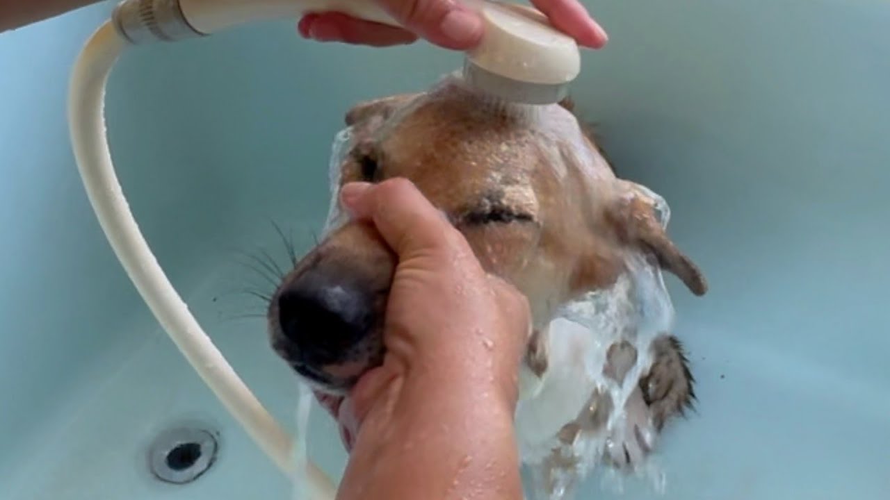なにこの子、マジですごい…優等生な元野犬保護犬のシャンプー姿にスタッフ驚愕