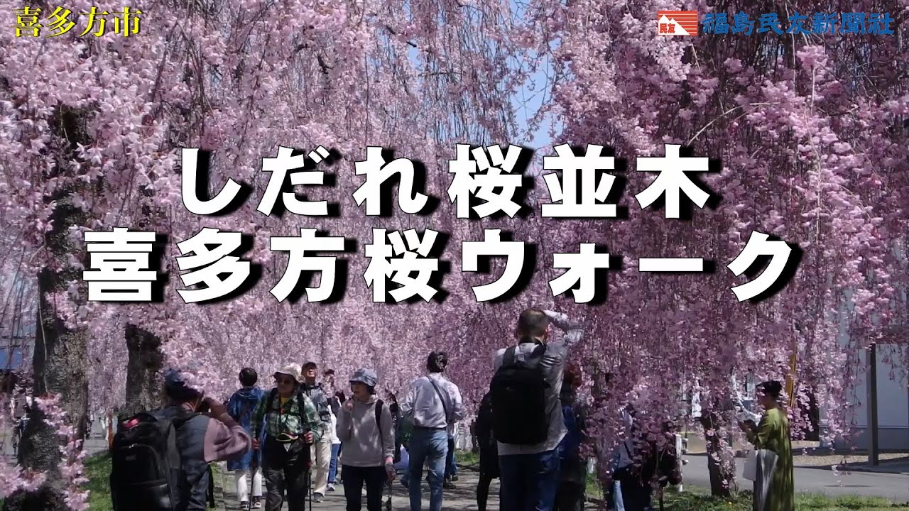 しだれ桜並木喜多方桜ウォーク