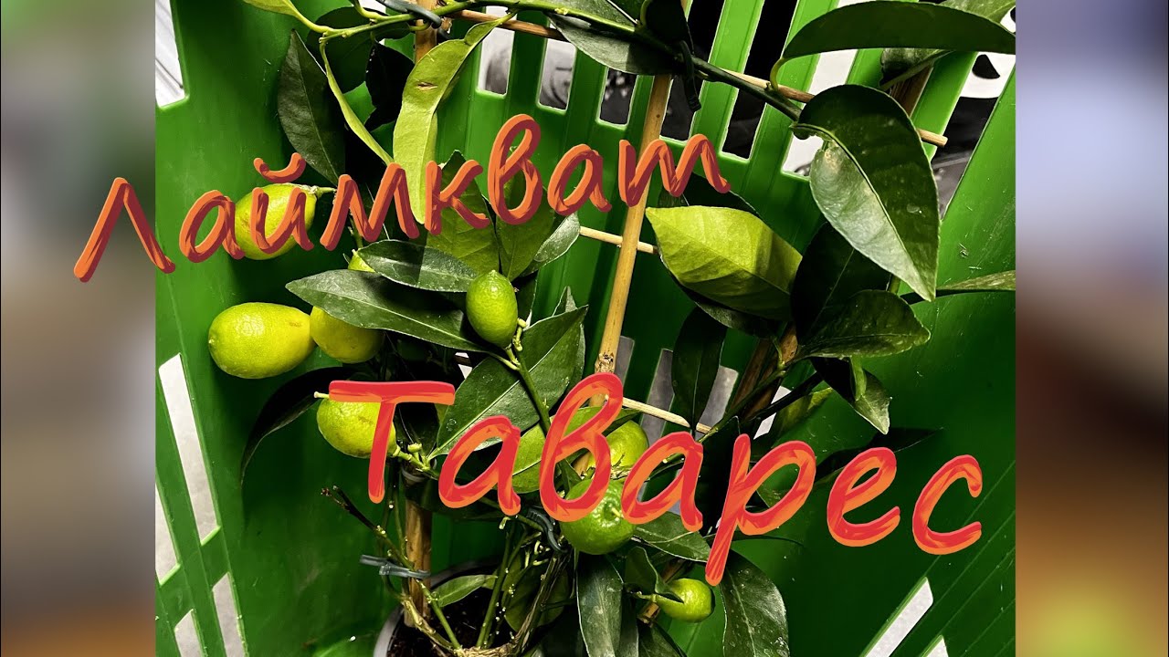 Лаймкват Таварес