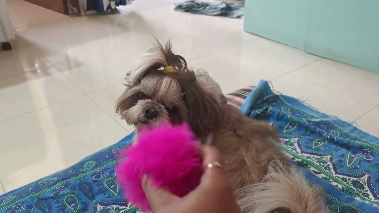 It's time to play.#iamolive #pets #dog