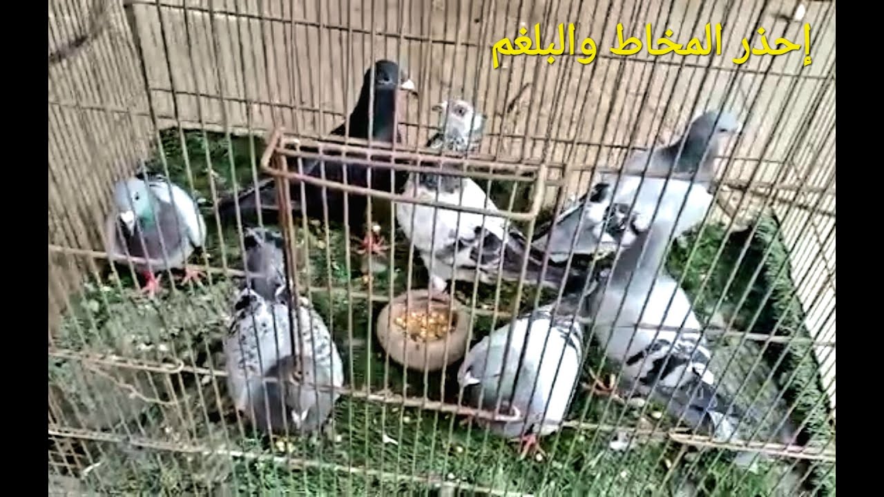 العلاج النهائي للكحة والحشرجة والمخاط والبلغم فى الانف والفم فى الحمام وكل الطيور فعال #م_أسامة_حسين