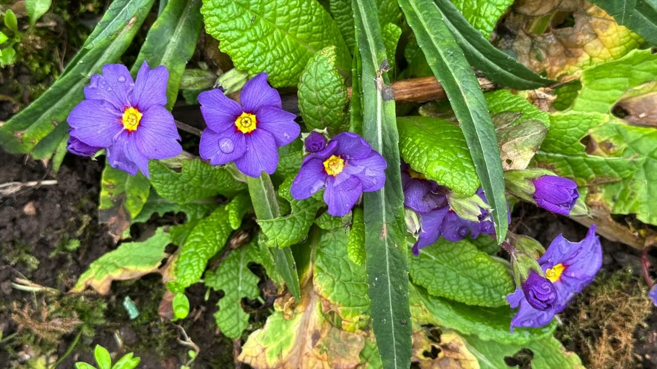 ERSTE  FRÜHLINGSBOTEN