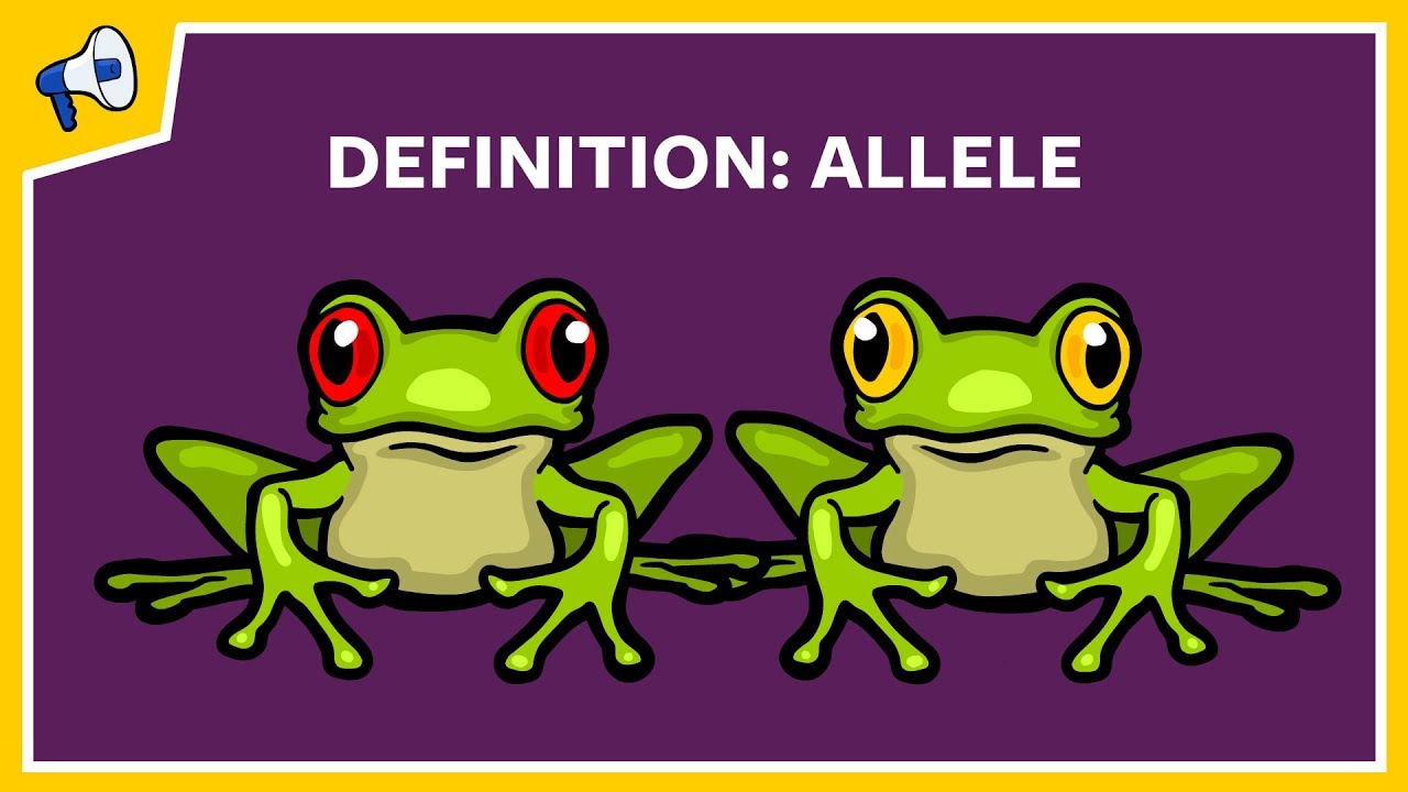 What is an Allele? Quick Definition