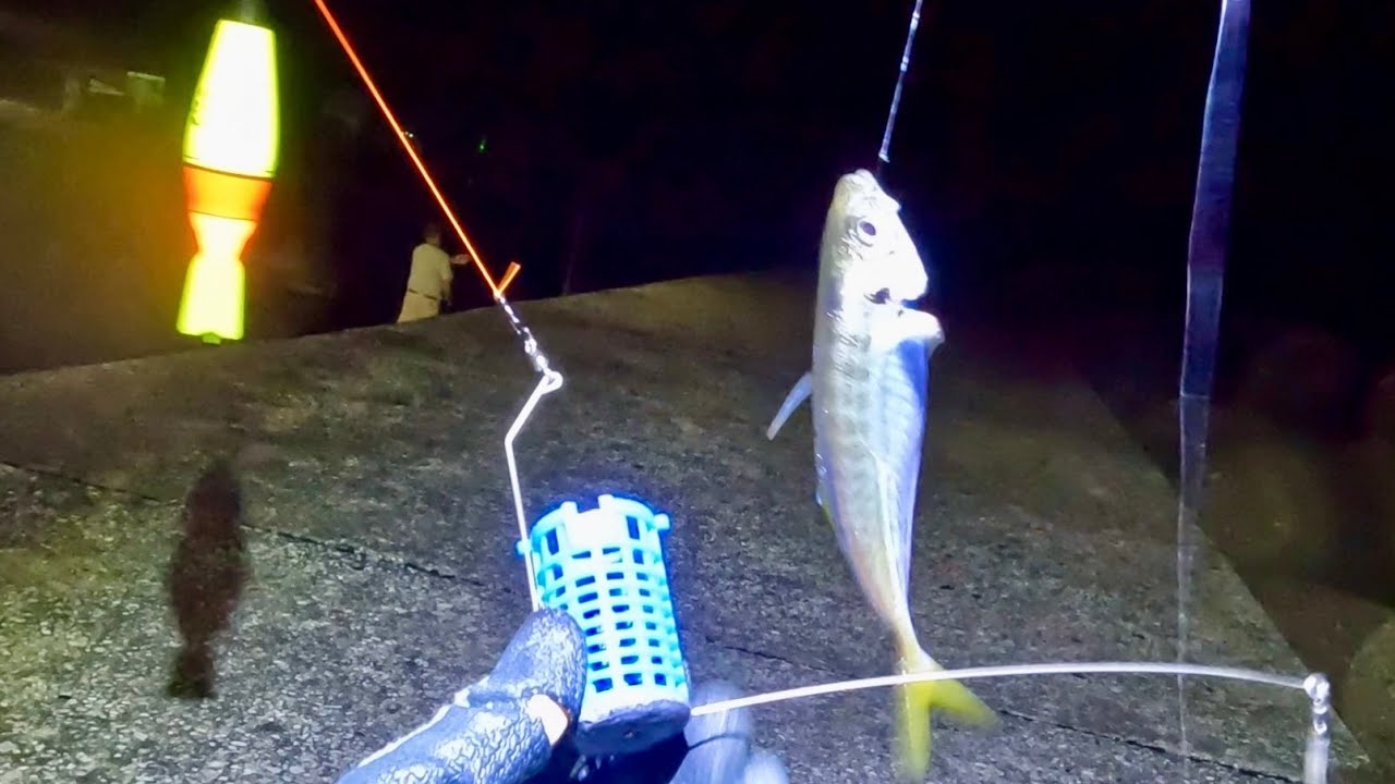 カゴ釣りで狙うアジの手軽な釣り方と仕掛けがコレ【🔰初心者向け】