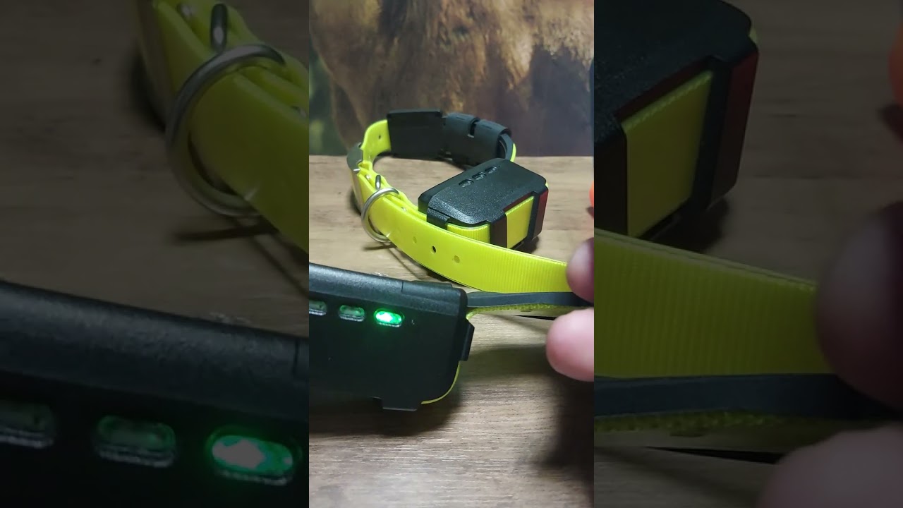 TR - Dog for Bulgaria.                          online shop www.blhunter.eu