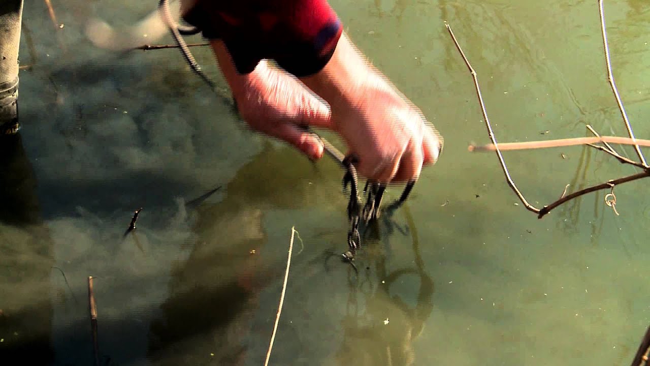 How To Trap Beaver And Otter