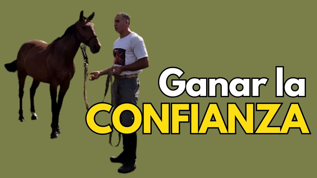 Trabajo de confianza en un caballo sensible