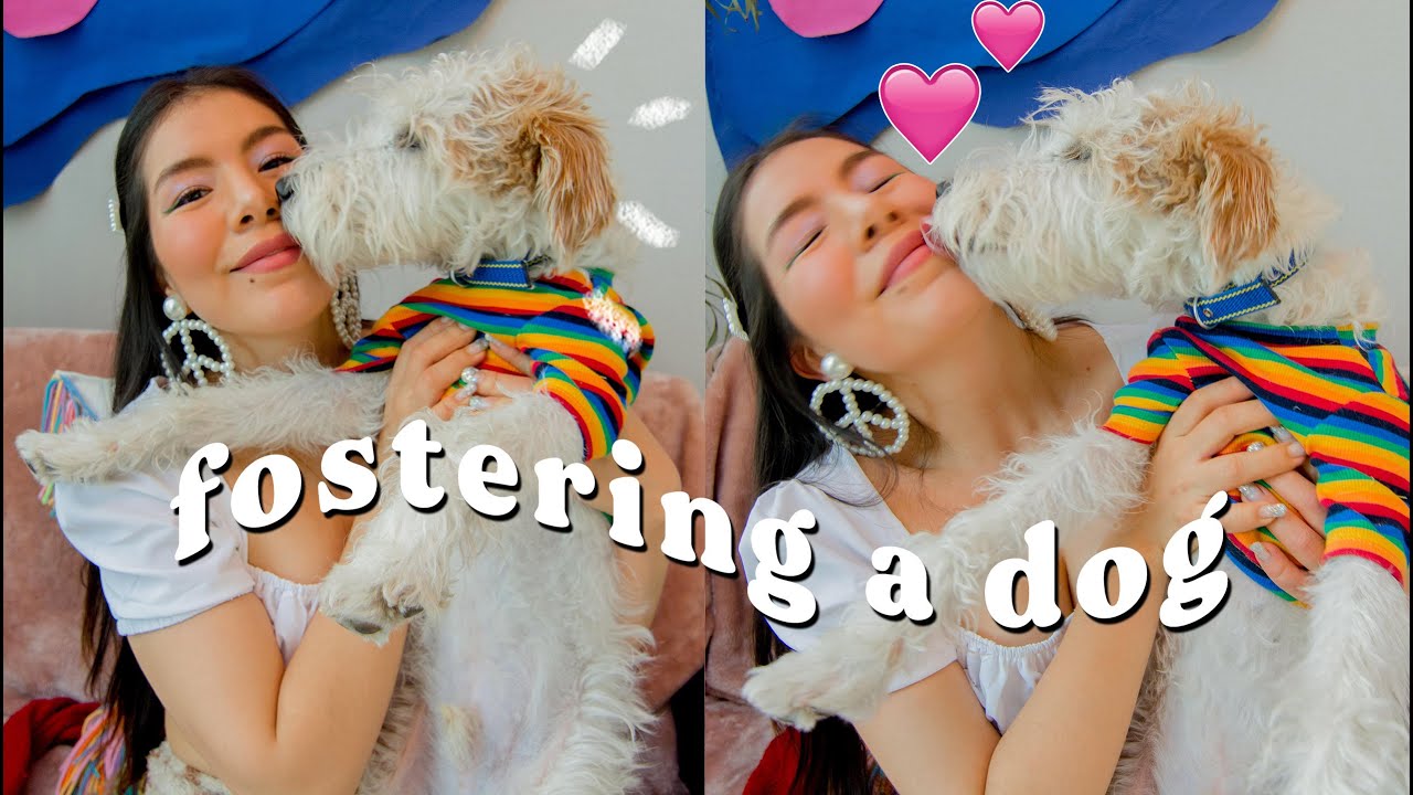 Having a foster dog | Seoul, Korea | Challenges, training, foster process
