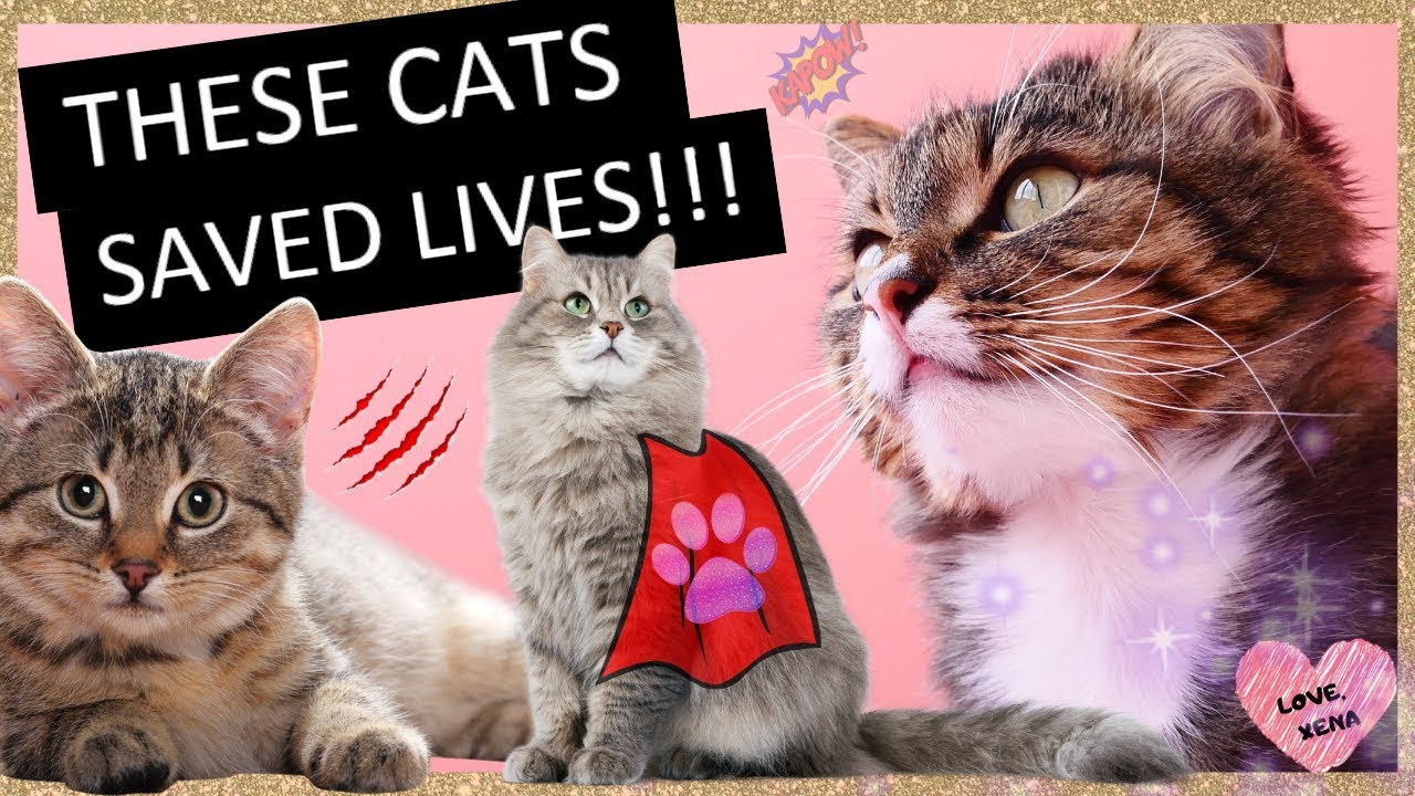 CATS WHO SAVED THEIR OWNERS FROM DEATH!!!