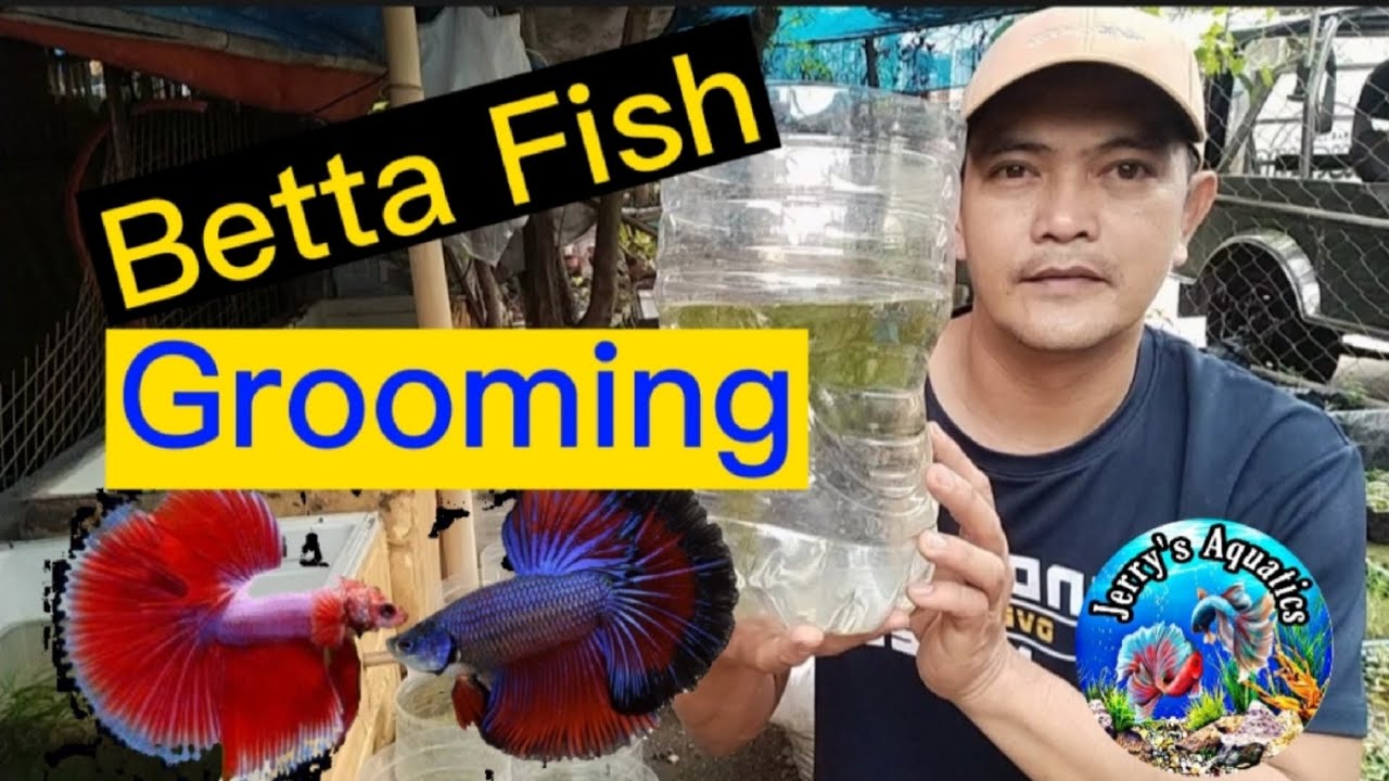 paano mag groom ng betta | how to groom betta fighting fish | betta fish grooming | grooming betta