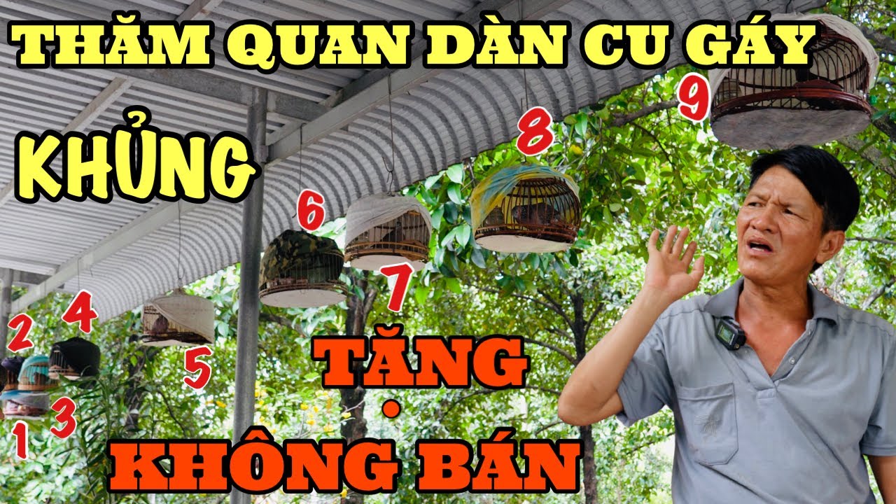 🔴 Thăm quan dàn chim cu gáy mồi quá khủng