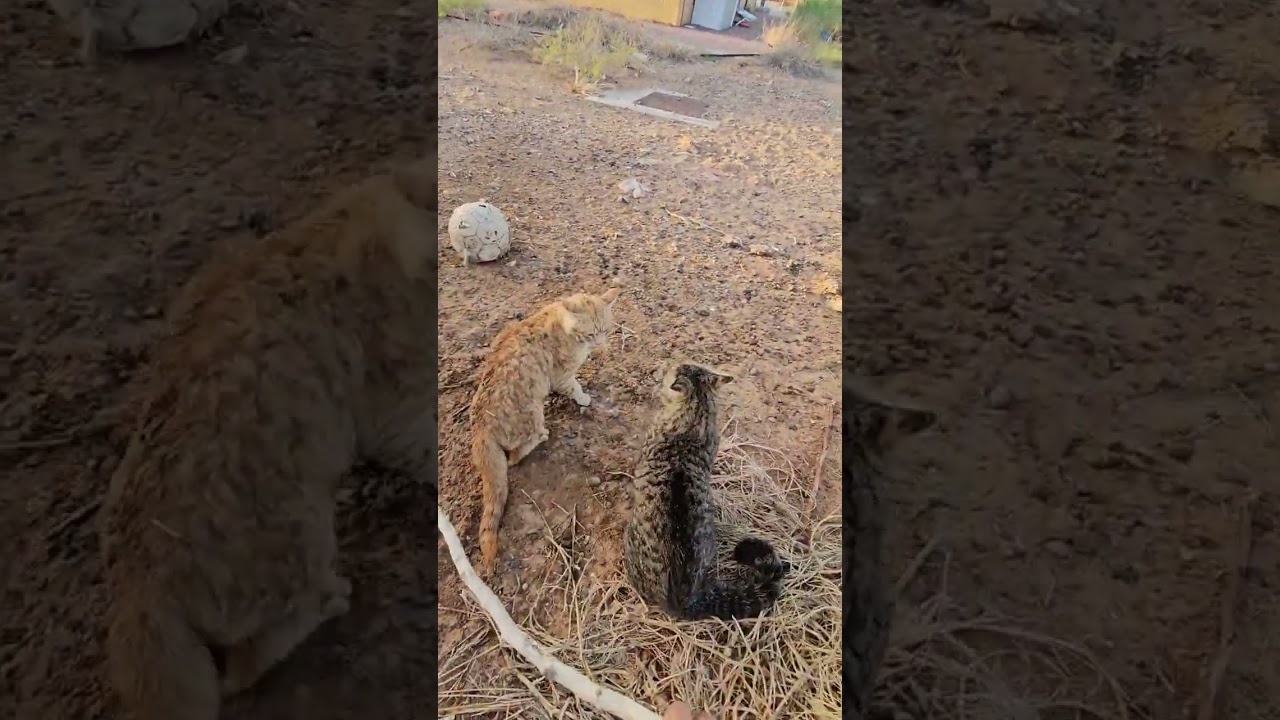 Terrible Cat Fight at our Backyard 🐈🐈 #cats #catfighting #gatos#angrycat
