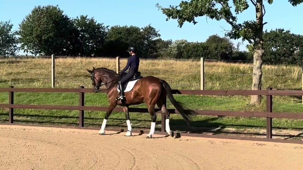 16 år - 165cm - vallak - blue hors zack/ blue hors future cup 