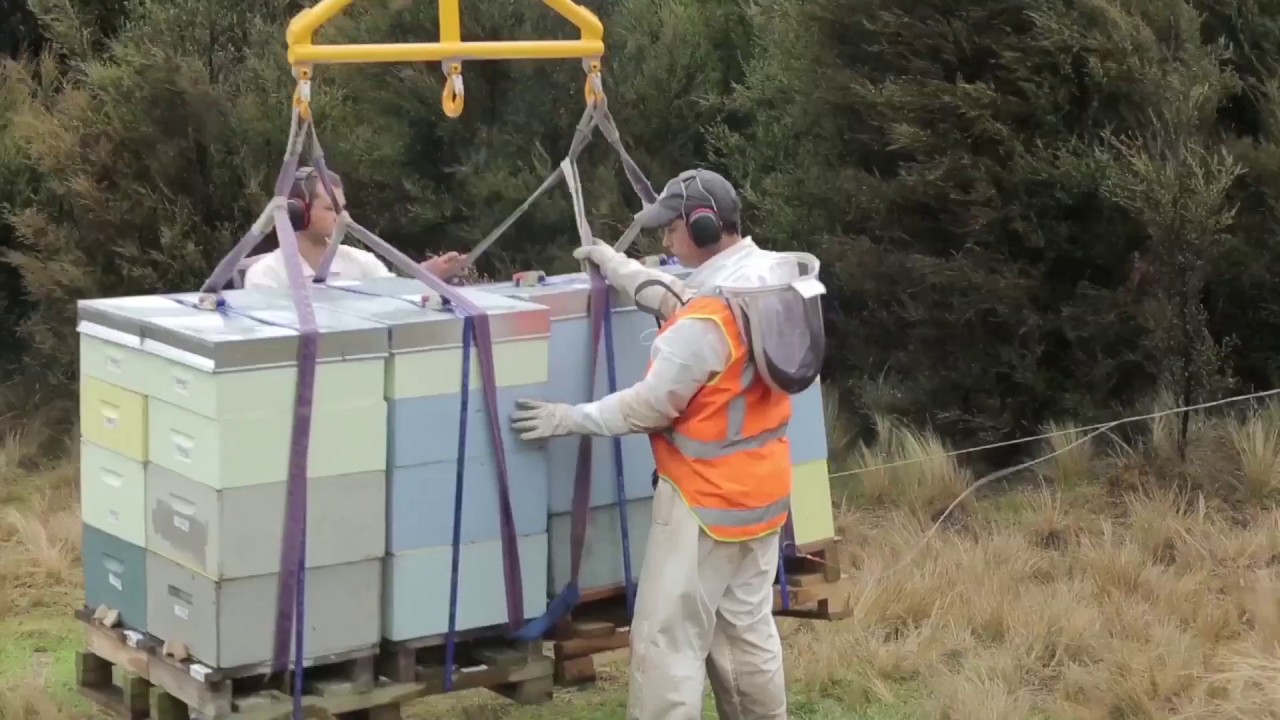 Comvita Manuka Hive to table.