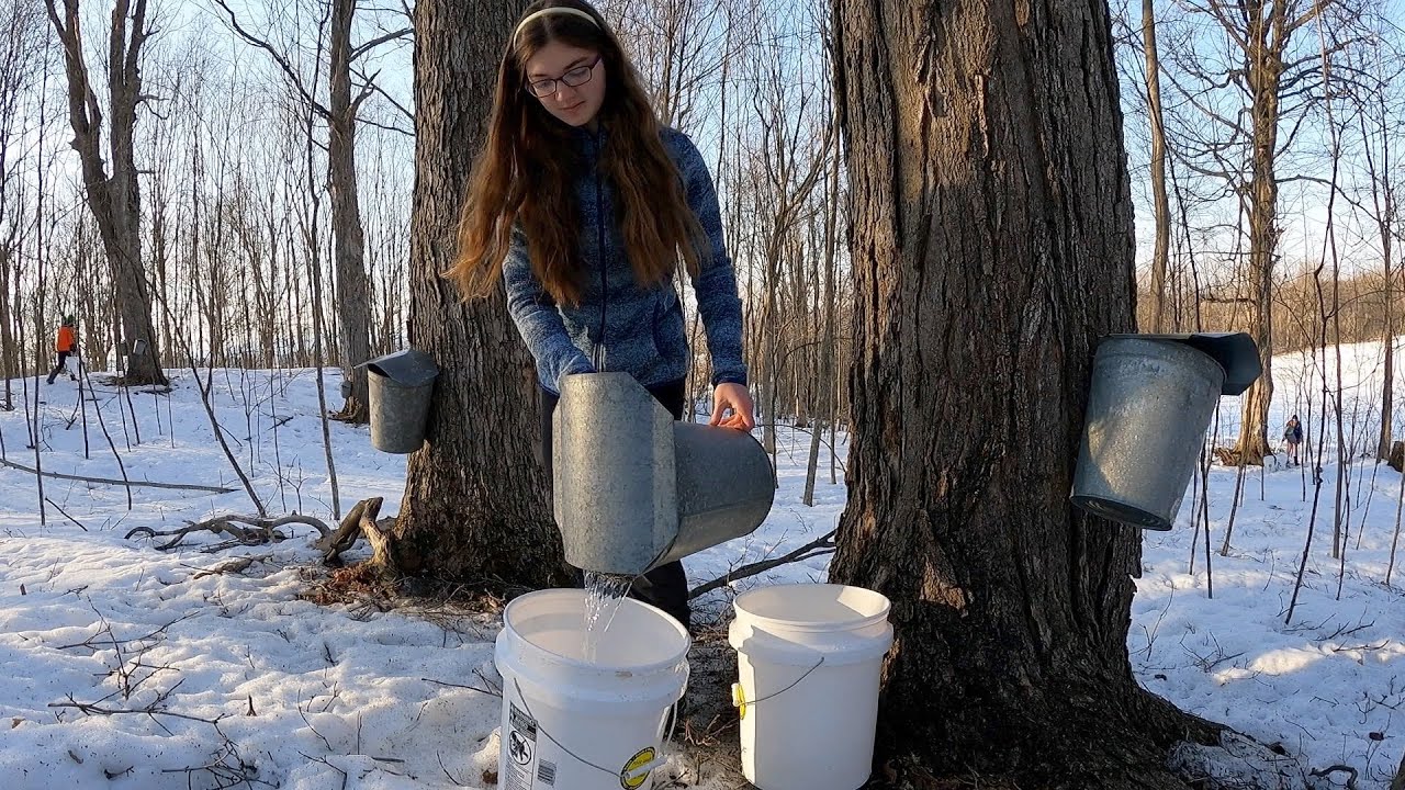 Maple Sugaring Story Time
