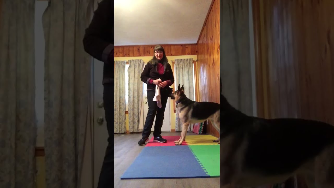 Training Your Dog to “Go Settle” (Relax on a Mat) — Getting started