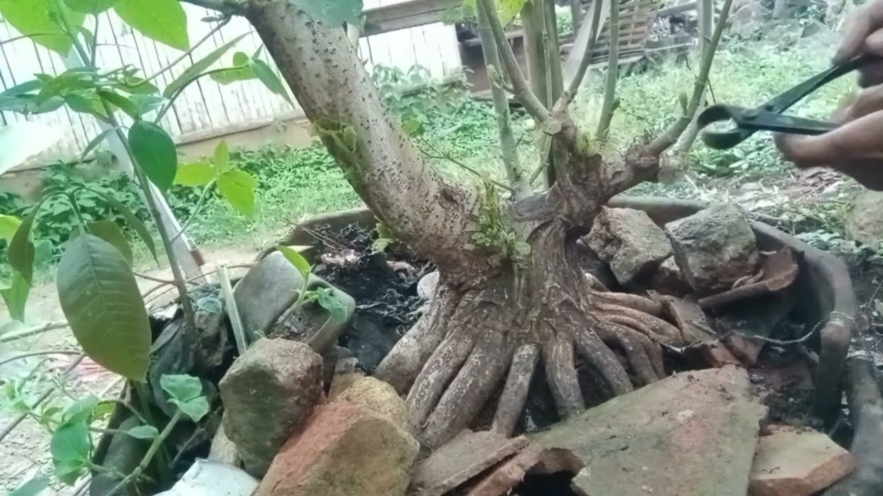 Perawatan bahan bonsai waru