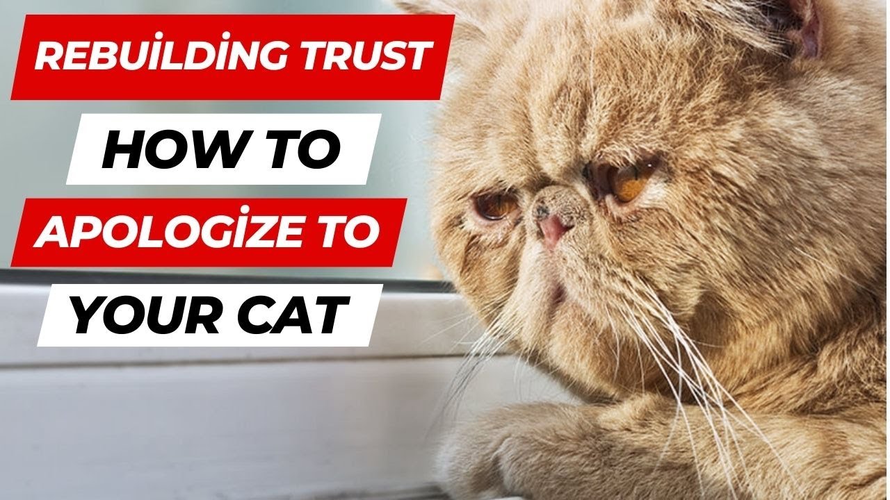How to Regain Your Cat&rsquo;s Trust After a Mistake