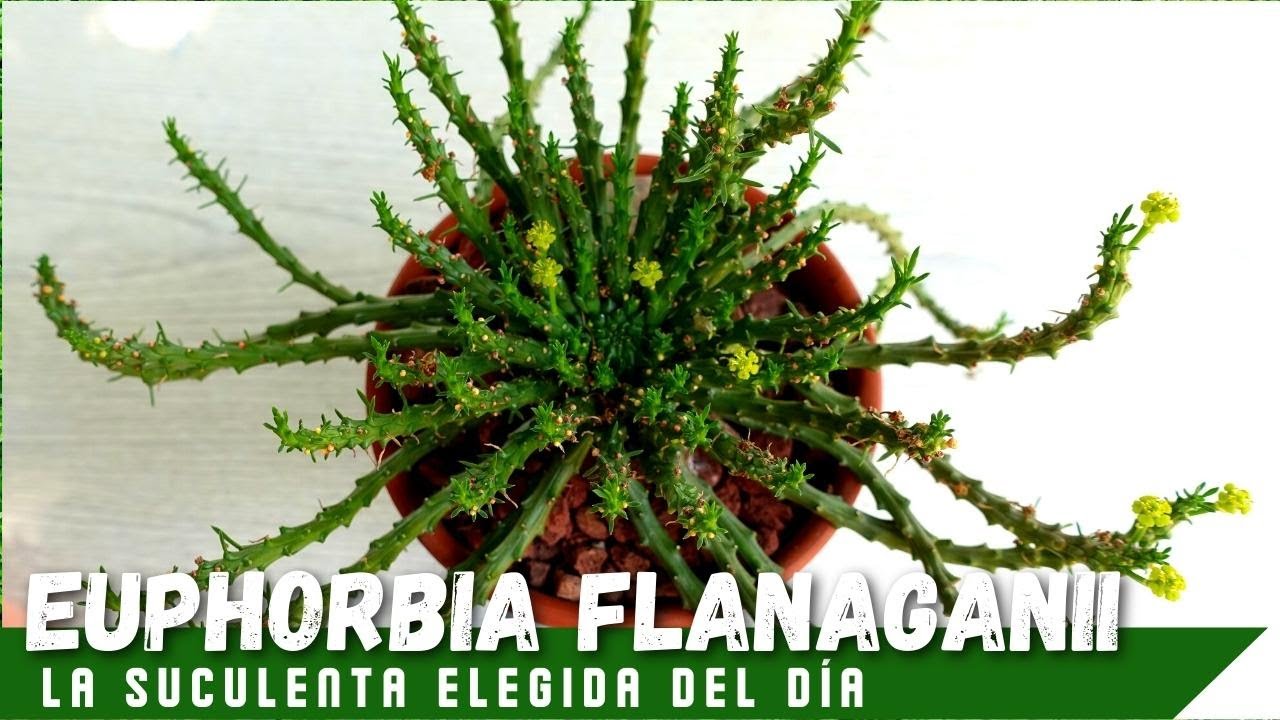 SUCULENTA CABEZA DE MEDUSA // Euphorbia flanaganii #LaSuculentaElegidadelDía