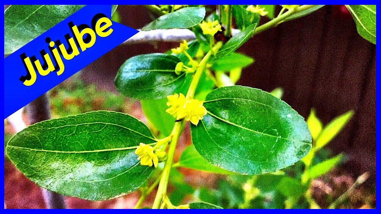 Jujube Tree Li Variety Flowering (2017)