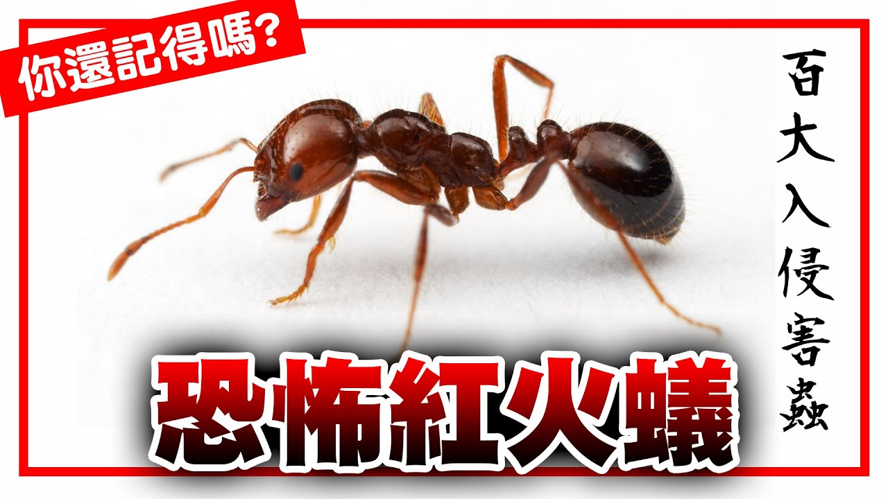 你還記得嗎# 2｜校園蟲蟲危機－恐怖紅火蟻｜破壞力強！攻擊性高！難怪是百大外來入侵種｜約20年過去了，現在紅火蟻消滅了沒？😎墨鏡哥😎