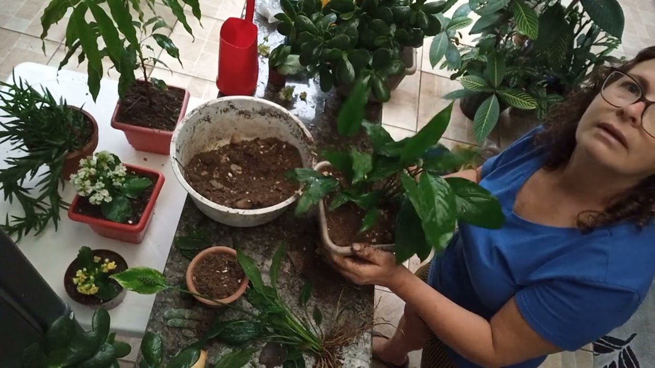 Replante,bora acompanhar como foi 💚🌿💚🌿