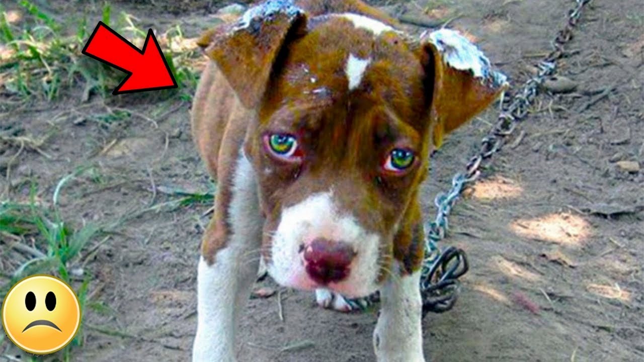 Спасатели отвязали собаку, но она отказывается двигаться.