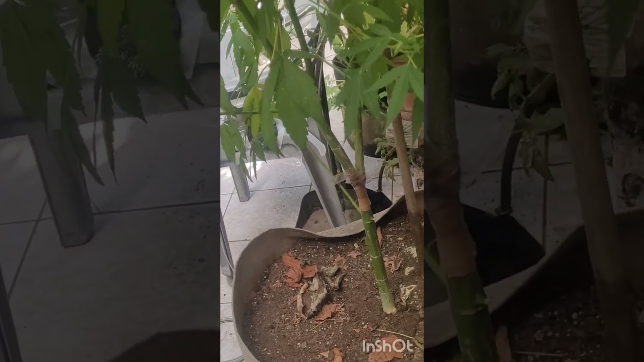 Y Griega de Medical Seeds (suscribete ya subiré más videos a medida que crezca y apollaras el canal)