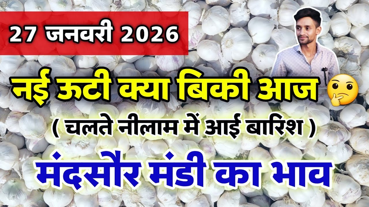 नई लहसुन का भाव मंदसौर मंडी 27 जनवरी 2026 | ooty lahsun | New Garlic Rate #mandsaur_mandi_bhav 
