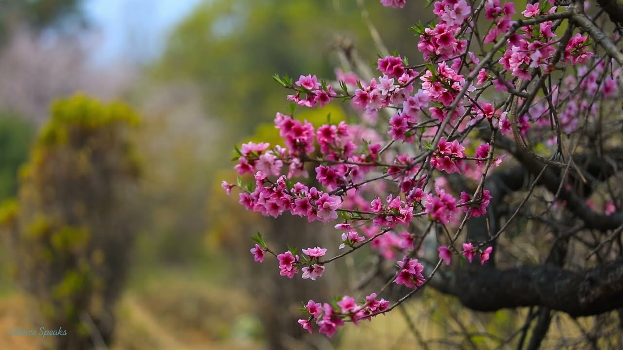 Silent Spring Flowers 4K 🌸 | 1 Hour (No Sound)