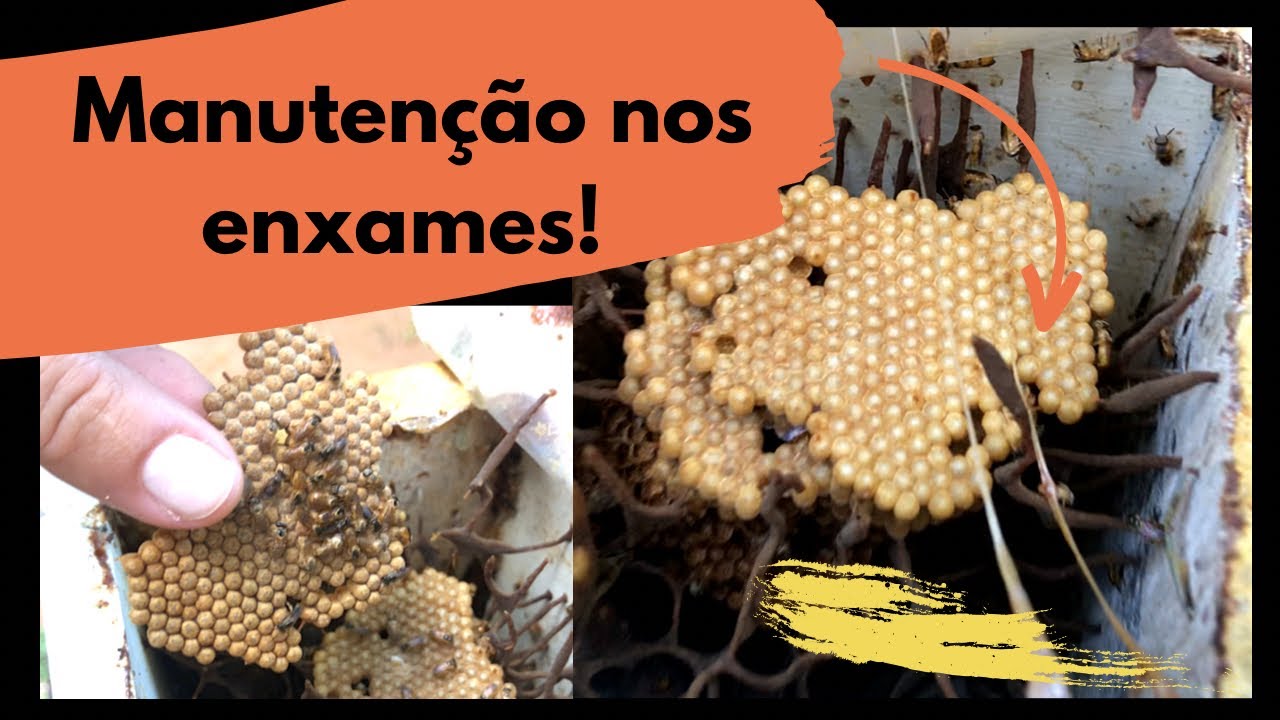 Manutenção nos enxames de abelha sem ferrão mirim Guaçu | Como manusear abelha Mirim Guaçu.