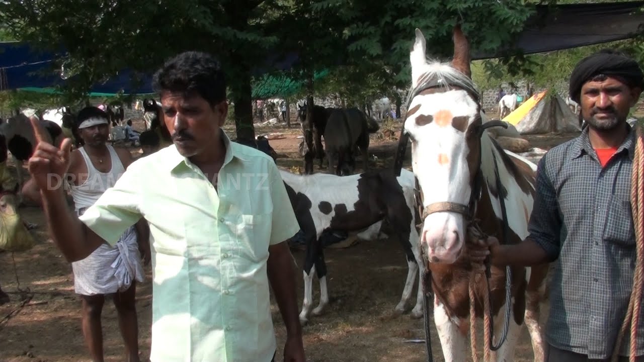 do you know about horses?ಕುದುರೆಗಳ ಬಗ್ಗೆ ನಿಮಗೆ ಎಷ್ಟು ತಿಳಿದಿದೆ? घोड़ों के बारे में कितना जानते हैं?