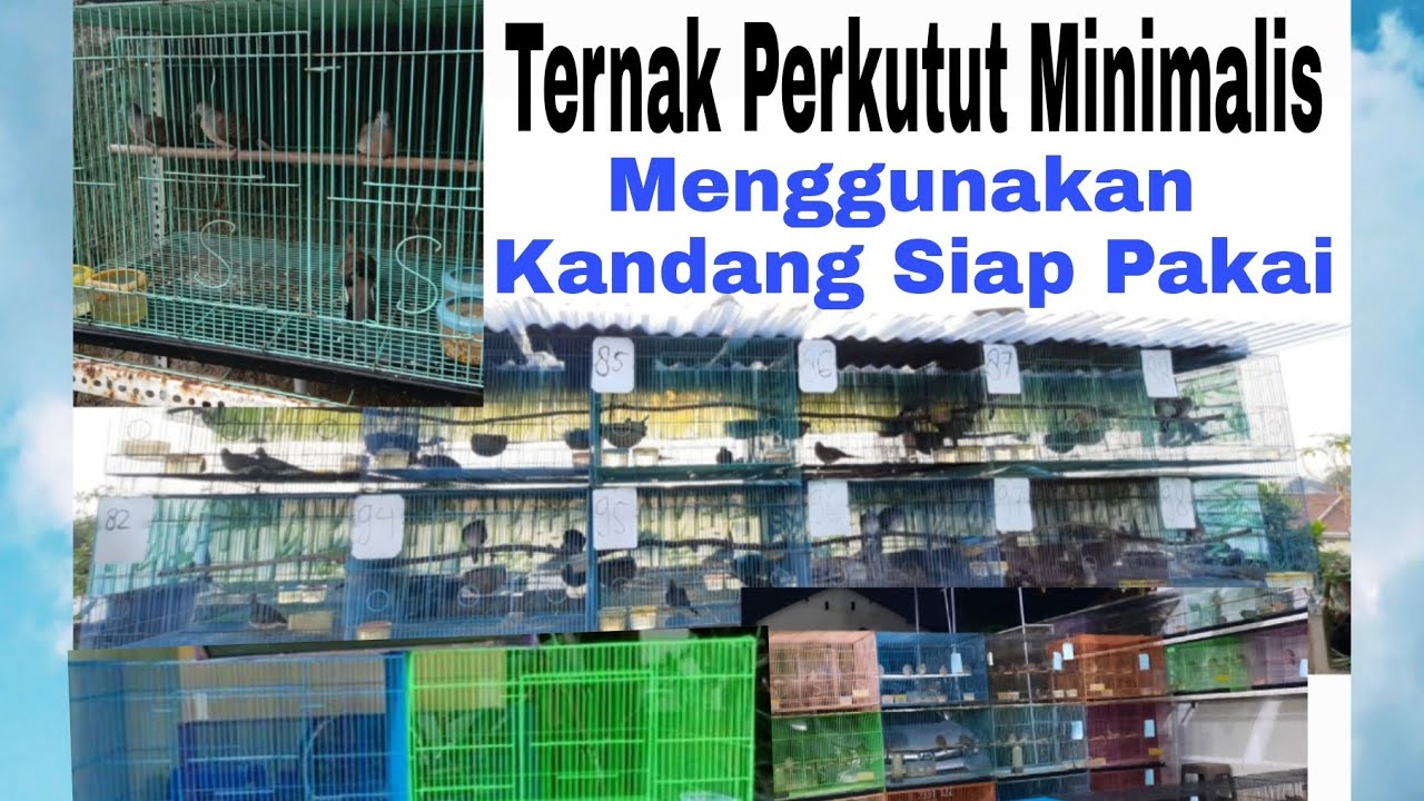 Belajar Ternak Perkutut Bangkok Minimalis, Pakai Kandang Kecil Siap Ternak