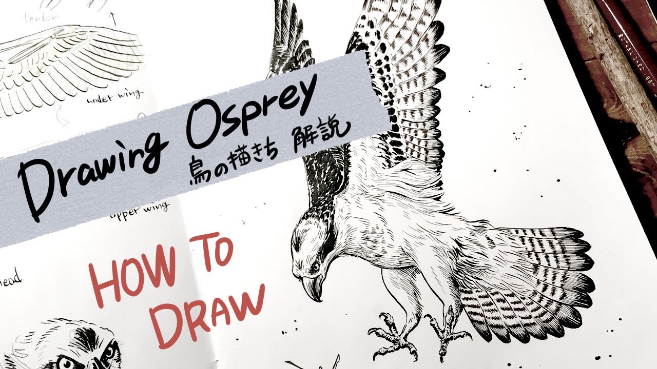 HOW TO DRAW [Drawing osprey] ／鳥の絵の描き方［ミサゴ］／翼の描き方解説