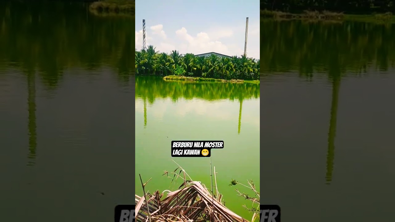 berburu ikan nila moster 😱😁