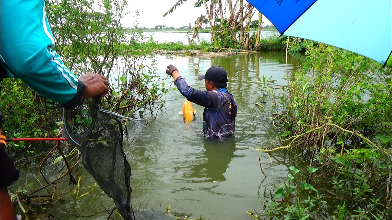 GAK NYANGKA...IKAN MAS MONSTER BERTAHUN² DI DALAM AIR AKHIRNYA TAKHLUK DI TANGAN PEMANCING