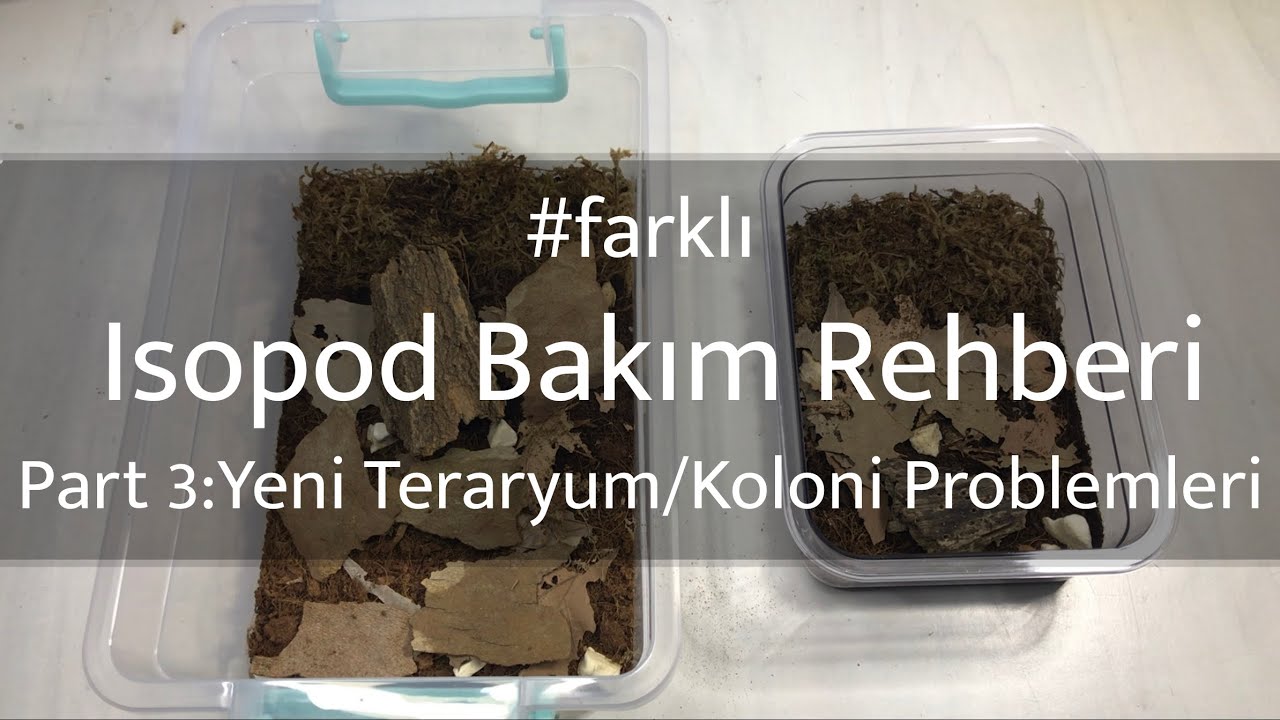 #farklı Isopod Bakım Rehberi Part 3 : Yeni Teraryum/Koloni Problemleri
