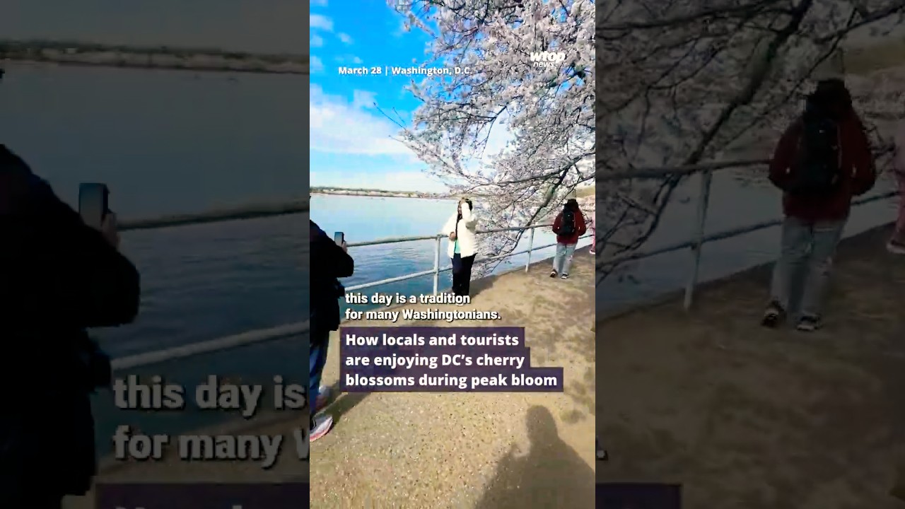 Washington, DC's cherry blossom trees reach peak bloom status 🌸
