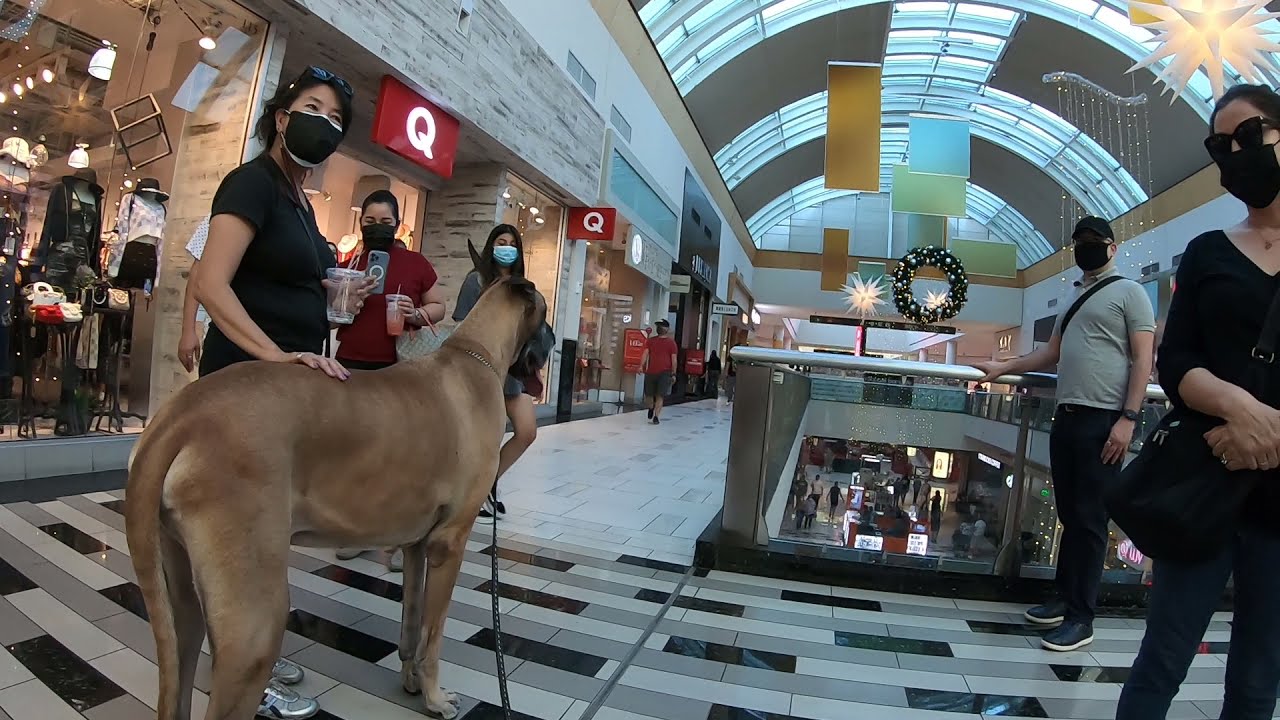 Cash 2.0 Great Dane holiday season at the mall 6