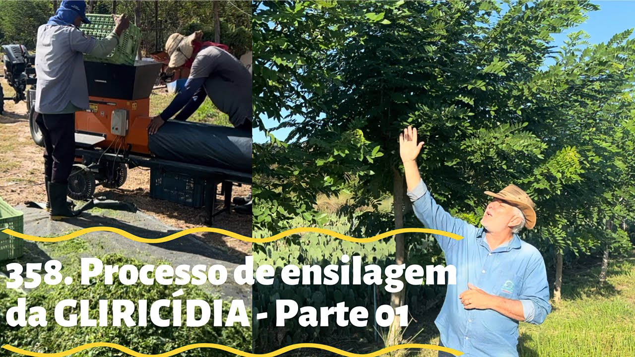 358. PROCESSO DE ENSILAGEM DA GLIRICÍDIA - Parte 01