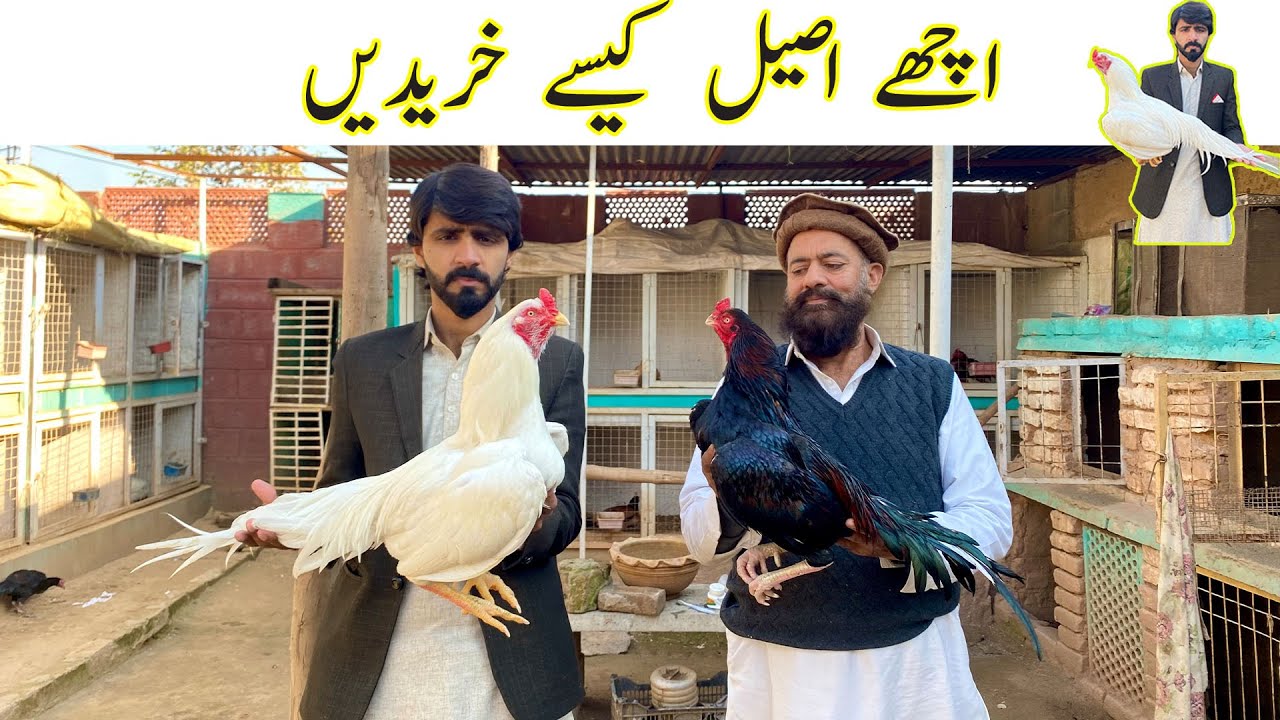 Achay murghay kese kharedein | Paper white Aseel ka shouq