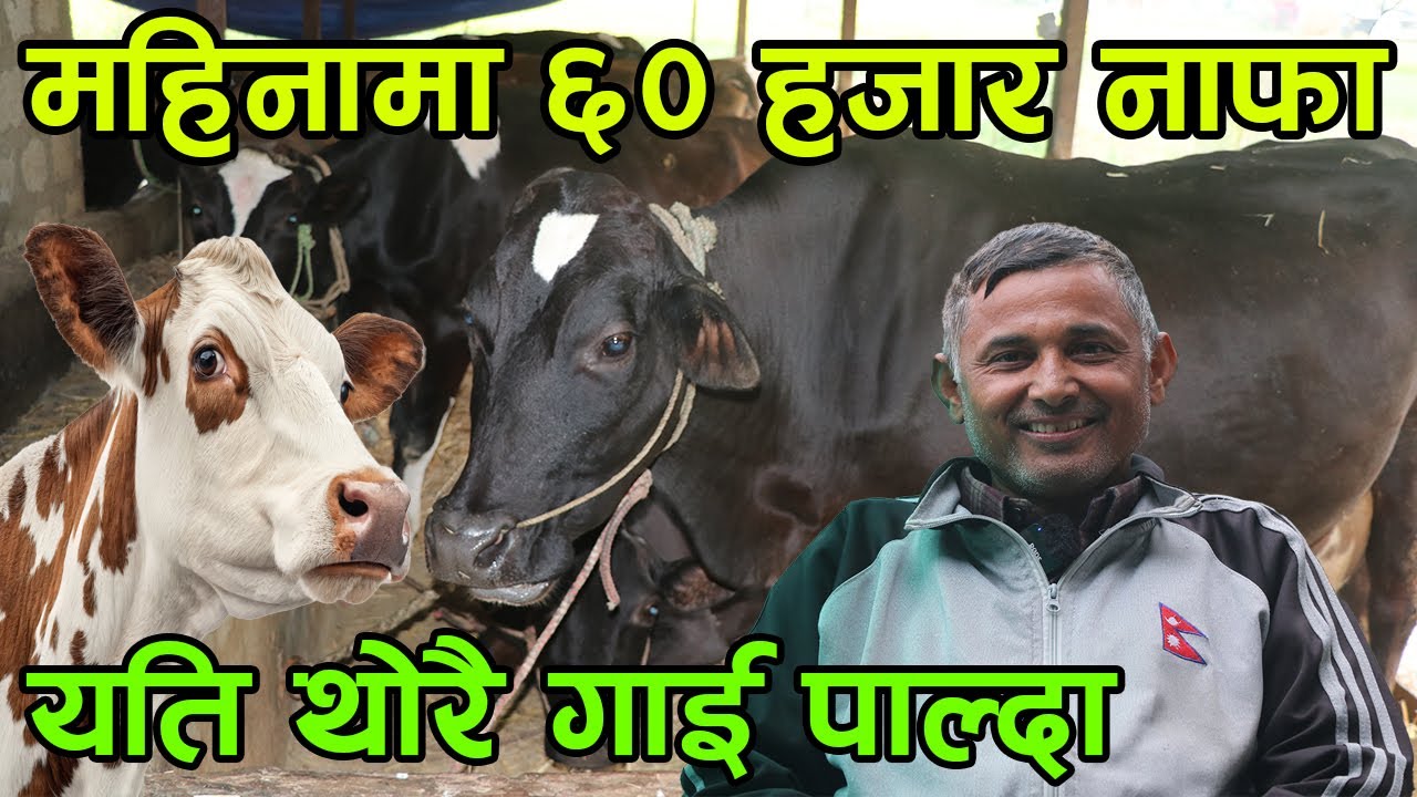 महिनाको ६० हजार घरमै बसेर कमाउने किसान ! गाई पालेर बिदेशमा भन्दा धेरै आम्दानी ||kiranpaudel