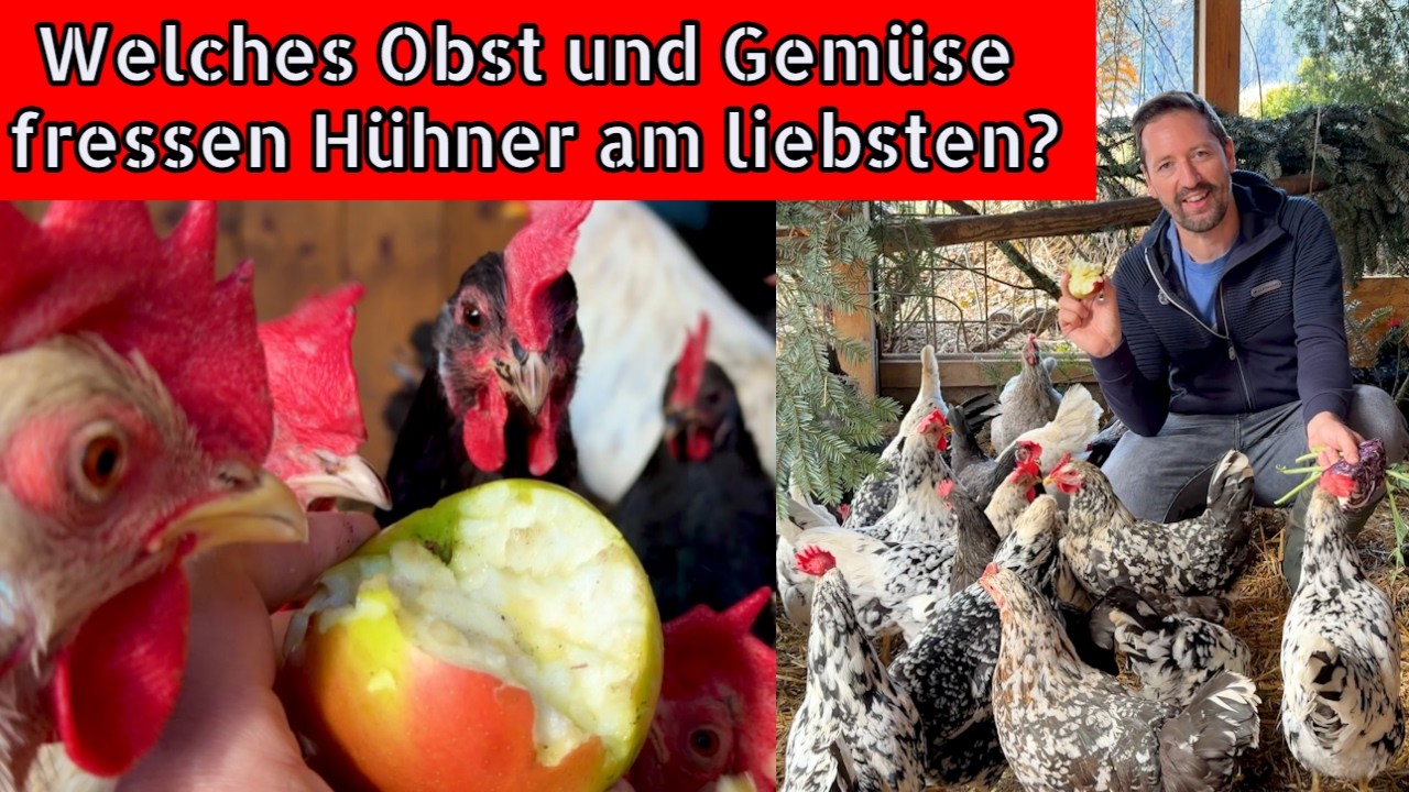 Hühnerfütterung: Welches Obst/Gemüse/Frischfutter fressen Hühner eigentlich am liebsten?