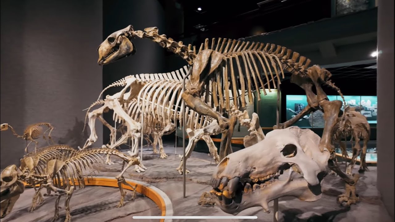 🦖 🦕 Denver Museum of Nature & Science | Walking Tour | Dinosaur | February 2024