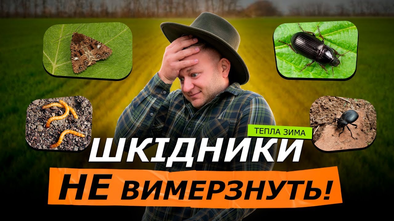 ЗАГРОЗА ШКІДНИКІВ ЗРОСТАЄ! 6 СПОСОБІВ КОНТРОЛЮ У ТЕПЛУ ЗИМУ! Совка, діабротика, дротяник, жужелиця😱