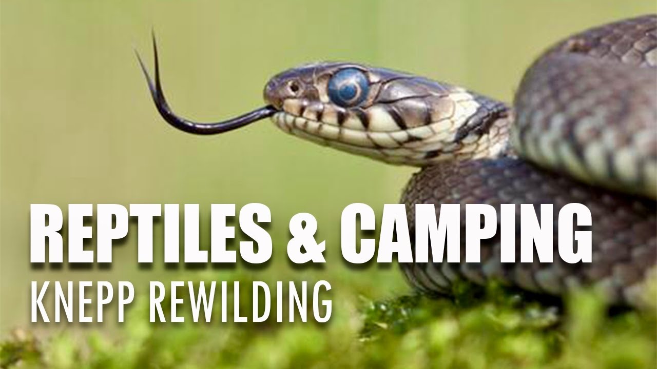 Grass Snakes & Adders - A Weekend of Camping & Reptiles | Knepp Rewilding & Chalk Downland Herping